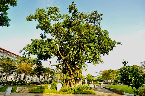 Jaya Siri Maha Bodhi - sacred bodhi tree with colourful buddhist prayer flags