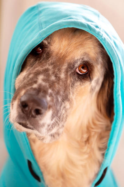 istock Big dog wearing bright blue hood 1368014433