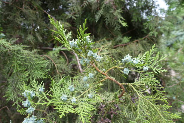 Cones on branch of Platycladus orientalis in mid June Cones on branch of Platycladus orientalis in mid June chinese arborvitae stock pictures, royalty-free photos & images