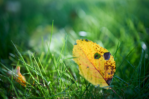 Yellow autumn apple tree leaf translucent, selective focus on green grass. Closeup shot of apple tree leaf on green grass, horizontal. Autumn leaf fall. Beautiful yellow leaf over out of focus lawn.