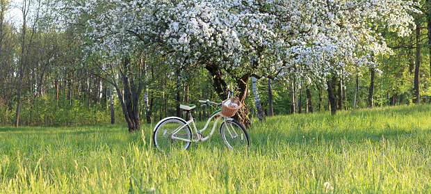 bicycle with a wicker basket under a blossoming fruit tree in the park