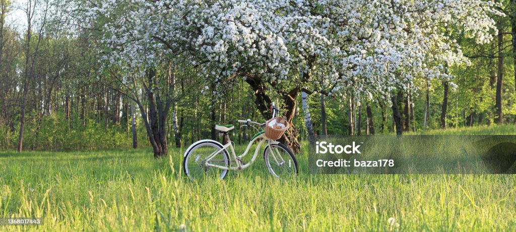 spring picnic for relaxation bicycle with a wicker basket under a blossoming fruit tree in the park Springtime Stock Photo