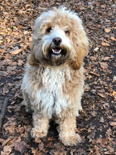 istock Adorable Eight Month Old Cockapoo Puppy 1368017485