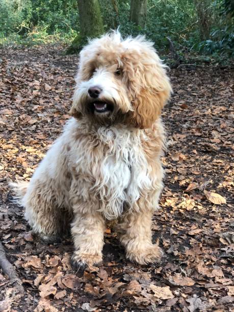 istock Adorable Eight Month Old Cockapoo Puppy 1368017507