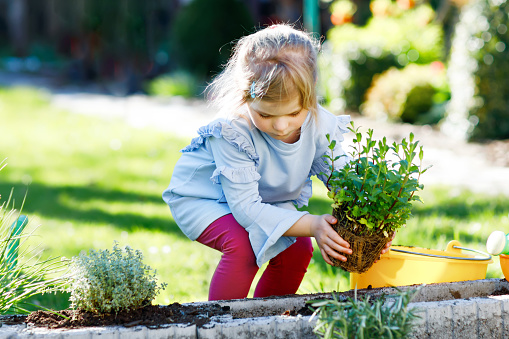 Adorable little toddler girl holding garden shovel with green plants seedling in hands. Cute child learn gardening, planting and cultivating vegetables herbs in domestic garden. Ecology, organic food