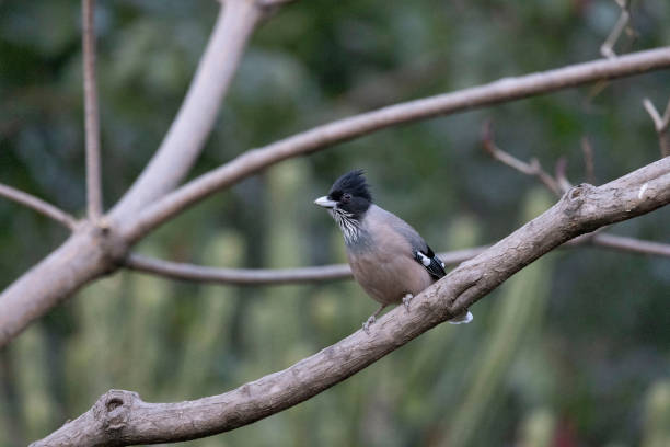 istock Black-headed Jay on tree, Garrulus lanceolatus, Uttarakhand, India 1368018313
