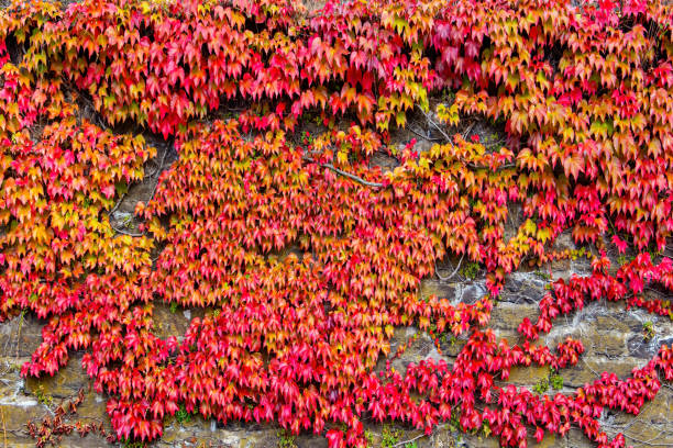 istock The autumn on the Rhine 1368018732