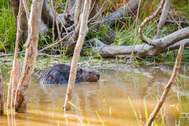 istock American beaver swimming in river with stick 1368018818