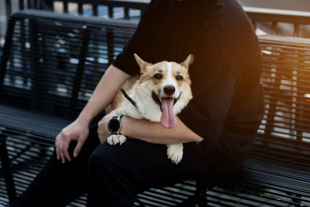 istock dog with his tongue 1368020423