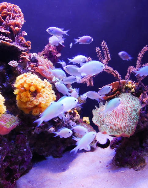 istock Among fishes. 1368020567