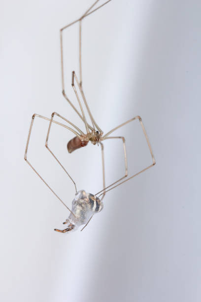 istock Pholcus phalangioides, commonly known as daddy long-legs spider or long-bodied cellar spider at home. With a hunted other spider - jumping spider or the Salticidae. It's a common house spider. 1368021801
