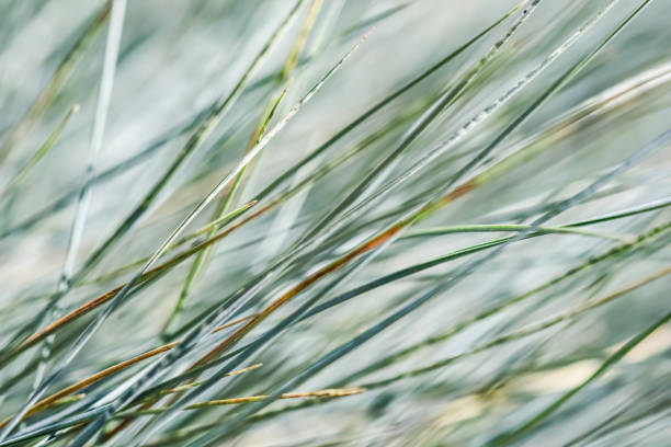 Blurred background, texture, pattern of blue green grass. Extreme bokeh with light reflection