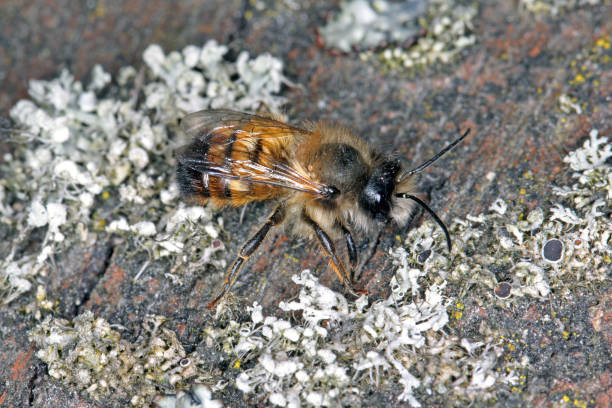 дикая пчела osmia bicornis (osmia rufa) является одним из видов пчел-каменщиков и известна как красная пчела-каменщик. - bicornis стоковые фото и изображения