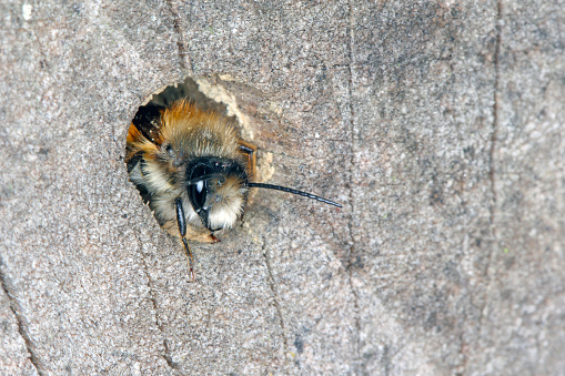Wild bee Osmia bicornis (Osmia rufa) is a species of mason bee, and is known as the red mason bee.