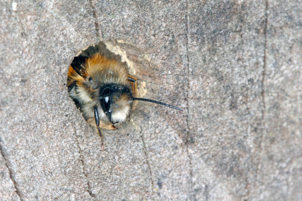 wild bee osmia bicornis (osmia rufa) is a species of mason bee, and is known as the red mason bee. - bicornis imagens e fotografias de stock