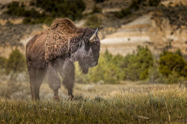 istock Beautiwild American Bison in the wilderness 1368022792