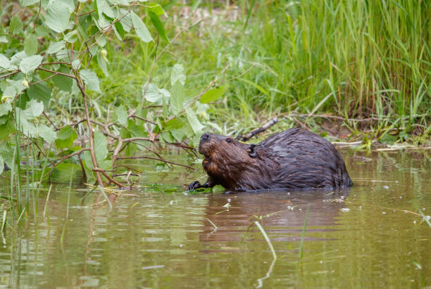 istock American beaver swimming in river with stick 1368024163