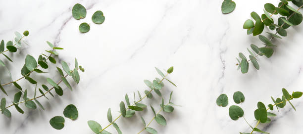 Fresh eucalyptus leaves and twigs. Panoramic banner image. Flat lay on off white marble table stock photo