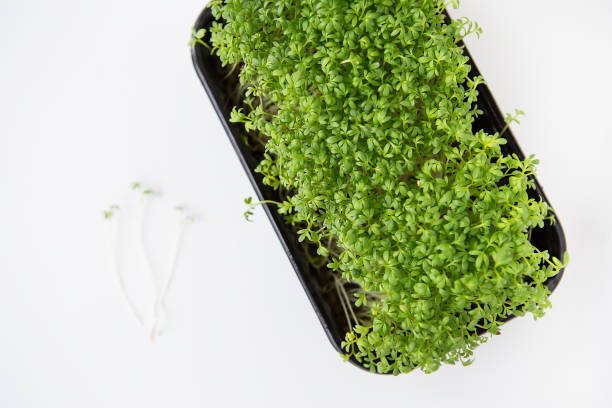 istock Selective focus, top view. Beautiful green microgreen leaves. Germination of microgreen seeds at home. Vegan and healthy food concept. 1368025596