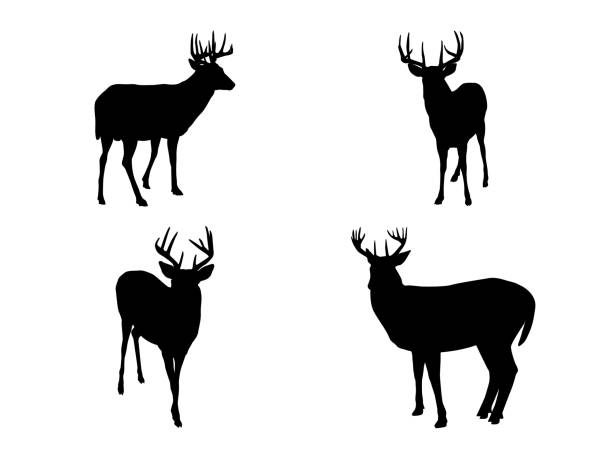 Venado Cola Blanca Vectores Libres de Derechos - iStock Venado Cola Blanca Vectores Libres de Derechos - iStock