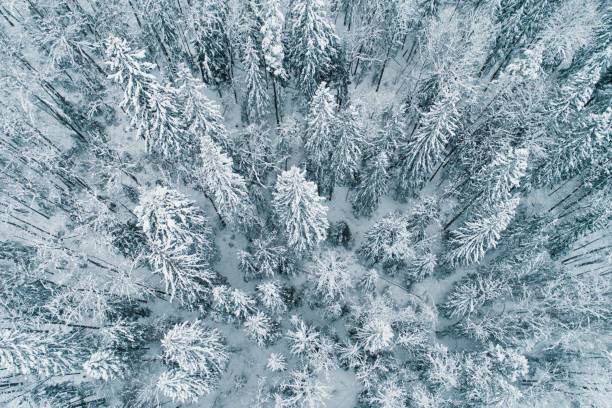 istock Aerial view of forest during winter 1368026970