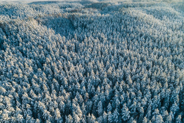 istock Aerial view of forest during winter morning 1368026985