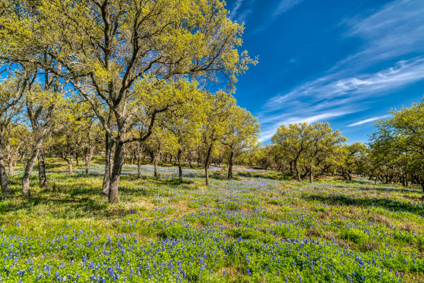 istock Spring Wildflowers in Texas Hill Country 1368026998