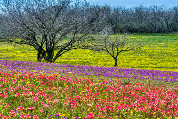istock Spring Wildflowers in Texas Hill Country 1368027591