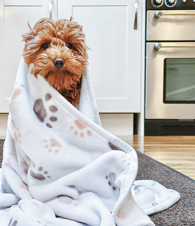 A cute little cavapoo is wrapped in a blanket after having a bath.
