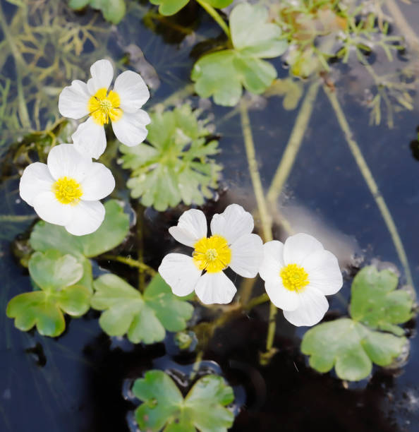 istock Pond Water Crowfoot (Ranunculus peltatus) 1368027781