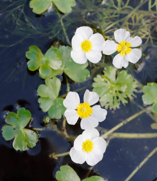 istock Pond Water Crowfoot (Ranunculus peltatus) 1368027808