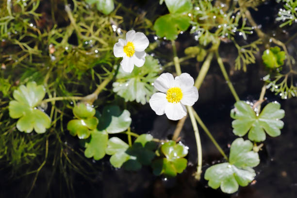 Pond Water Crowfoot (Ranunculus peltatus)