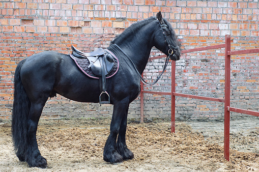 Black Friesian stallion standing against the brick wall of the stables.