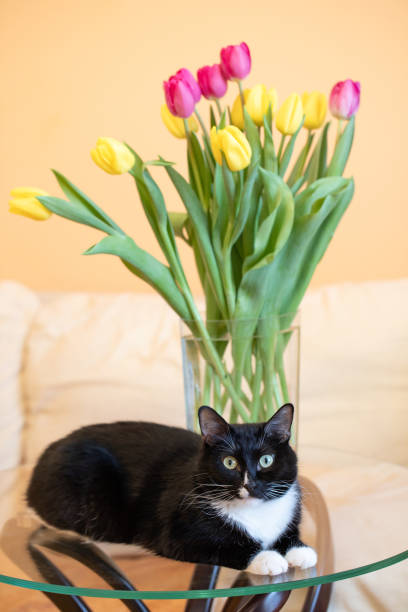istock Black cat is lying on glass table with tulips bouquet and looking at camera. Vertical shot. 1368029113