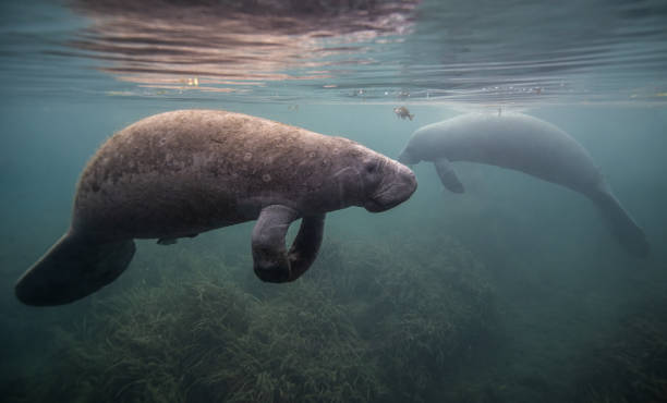 A Manatee in Florida stock photo