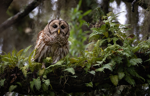 A barred owl in the woods