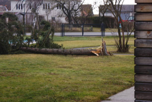 istock Tree blown down by the wind in the middle of the garden 1368029583