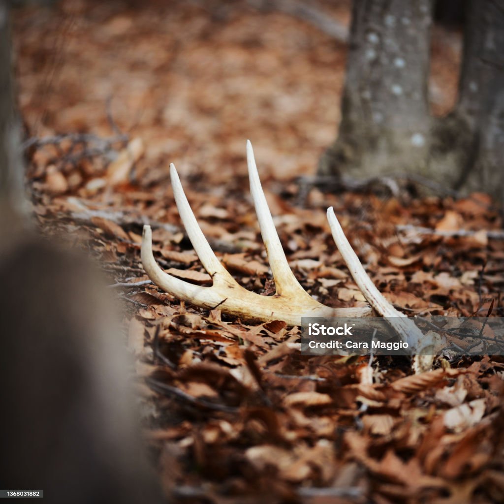 Antler Shed Antler Stock Photo