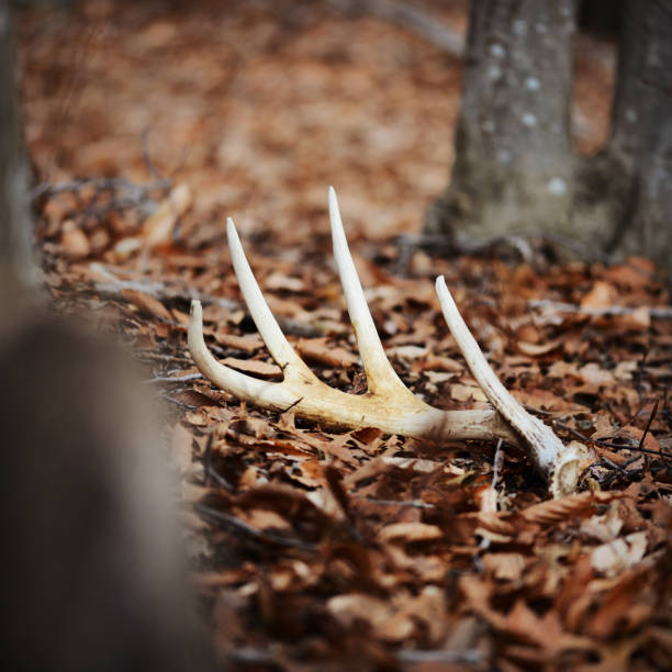 430+ Deer Antler Shed Stock Photos, Pictures & Royalty-Free Images - iStock