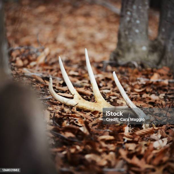 Antler Stock Photo - Download Image Now - Antler, Shed, Deer