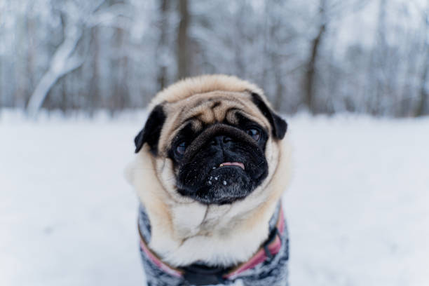 istock Winter. A dog dressed in winter clothes. 1368031963