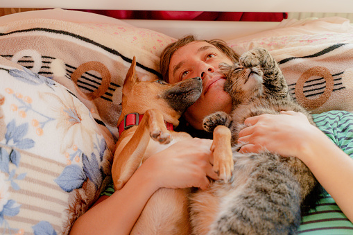 Dream. A man sleeps on a bed with a cat and a dog.