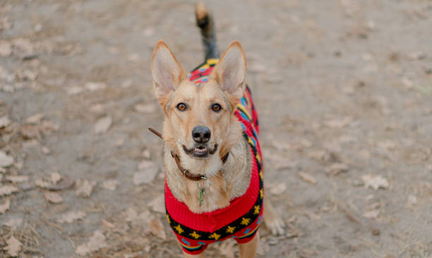 istock Clothes for animals. Dog in a wool coat. 1368032525