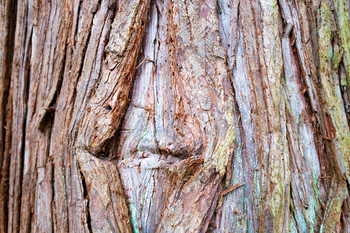 Closeup Of Lawson Cypress Tree Bark