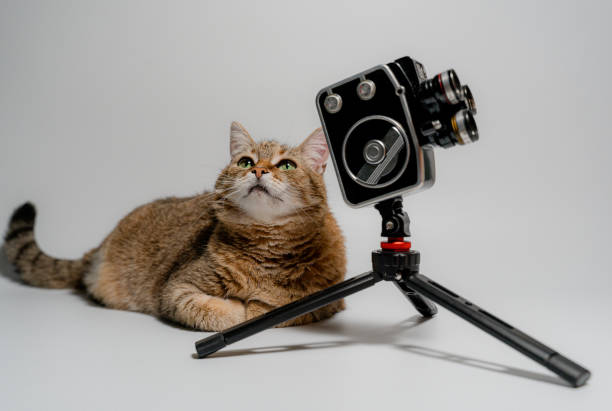 istock Retro camera. The cat sits near the retro camera. 1368033728