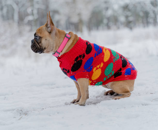 istock French bulldog in a wool jacket. 1368033813