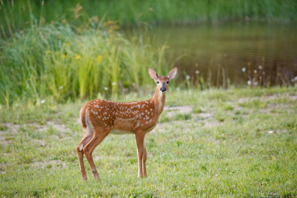 istock white tailed fawn in field 1368034162