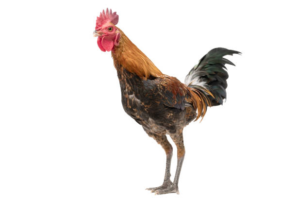 istock rooster walking isolated on white, studio shot,chicken. 1368035001