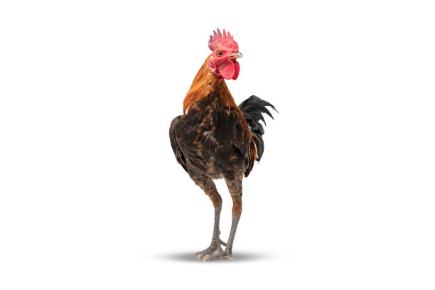 istock rooster walking isolated on white, studio shot,chicken. 1368035002