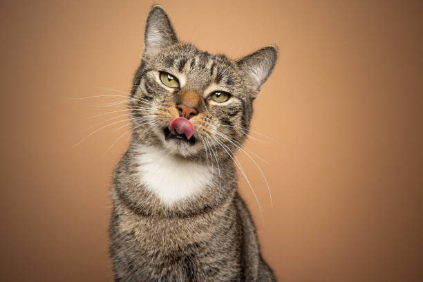 istock hungry cat licking lips waiting for food 1368035060